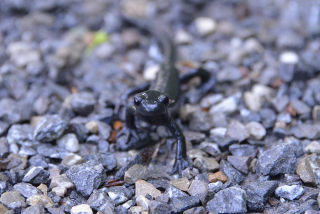 Salamandra.