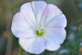 Una flor blanca.