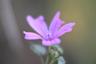 Fotografía de una una flor tomada con una lente con mucha
             aberración esférica.