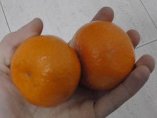 Naranjas clementinas.