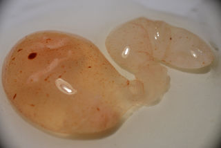 Posible embrión de pollo inviable.