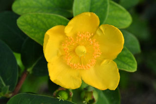 Una flor amarilla.