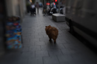 Fotografía de un oso (perro).