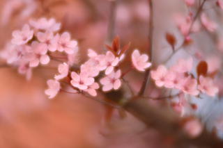 Fotografía de unas flores de ciruelo tomada con una lente de
     efectos especiales.