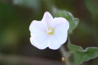 Fotografía de una flor tomada con una lente con mucha
     aberración esférica.