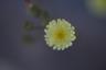 Fotografía de una una flor tomada con una lente con mucha
             aberración esférica.